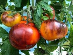 Brandywine Red Yellow Tomato Solanum lycopersicum for planting in home garden